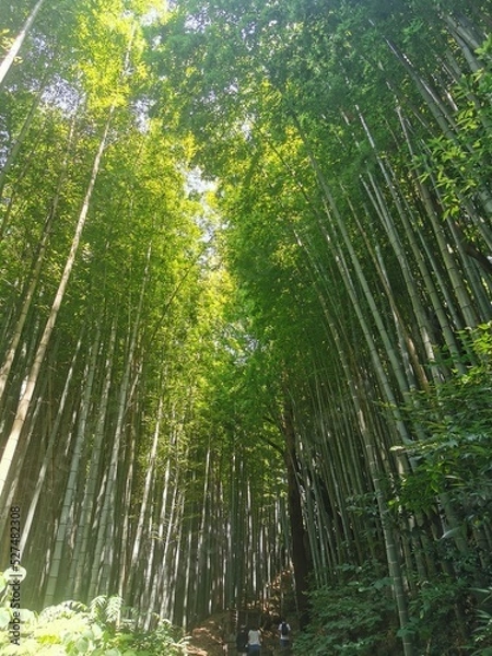Obraz green bamboo forest