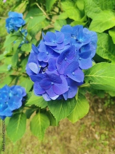Fototapeta blue hydrangea flower