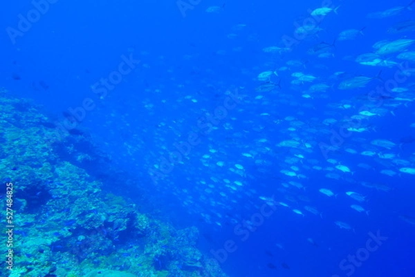 Fototapeta Scuba diving with Manta ray in Pohnpei, Micronesia（Federated States of Micronesia）