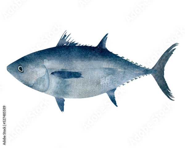 Obraz 手描きのマグロの水彩イラスト