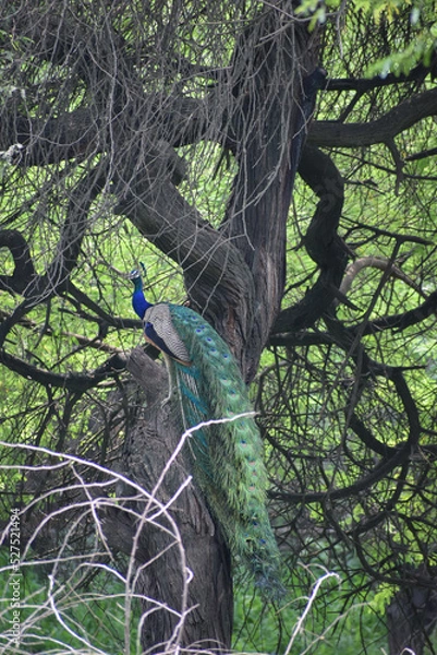 Obraz Indian Peacock sitting on tree