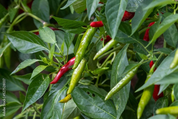 Fototapeta 家庭菜園の唐辛子