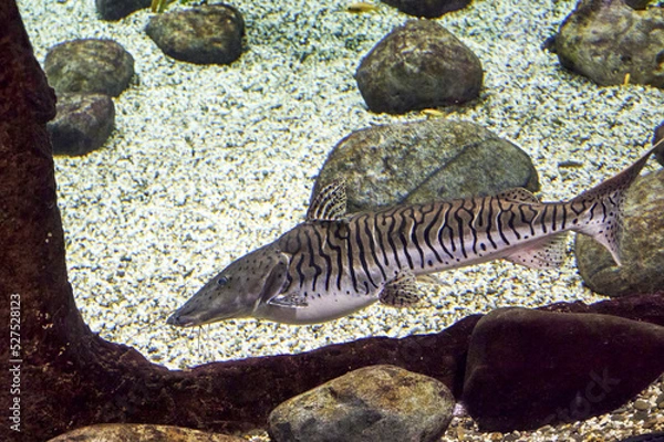 Obraz Pseudoplatystoma tigrovaya, a tiger catfish at the bottom of a reservoir among rocks