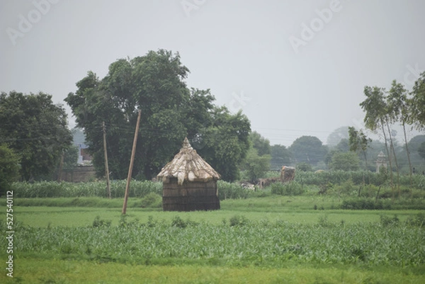 Obraz A hut in the middle of rice field