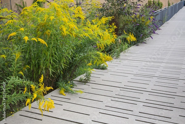 Fototapeta Modern garden design or landscaping:Pedestrian overpass, bridge or walkway made of concrete paving slabs with gaps, permeable to water,vegetated-environmental, sustainable, ecology, nature protection