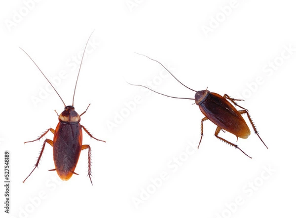Fototapeta cockroach carrier pathogens isolated