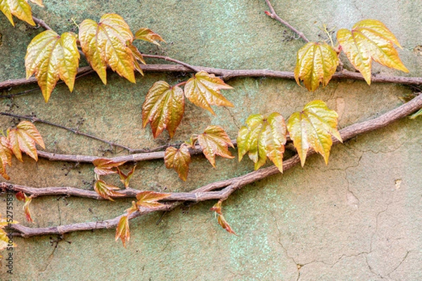 Obraz Newly Blossomed Shiny Young Leaves Of Parthenocissus. Shoots Attached To The Wall With Adhesive Pads. Young Leaves And Buds. Selective Focus. Stone Wall Background. Close Up.
