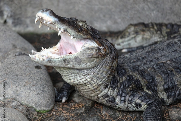 Obraz 口を開けたワニ