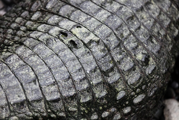 Obraz ワニの質感