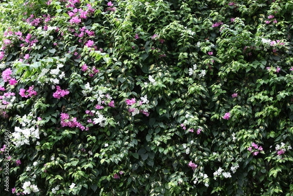 Obraz ブーゲンビリア