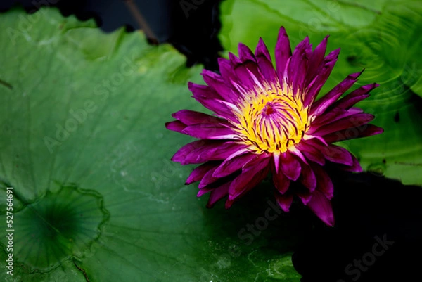 Fototapeta スイレン