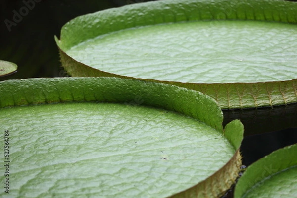 Obraz オオオニバス 