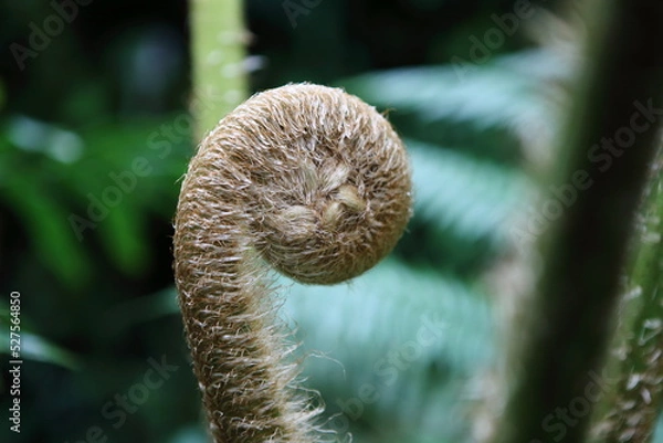 Obraz ヒカゲヘゴ