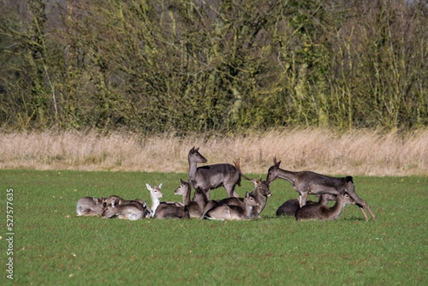 Obraz Fallow deer (dama dama) herd