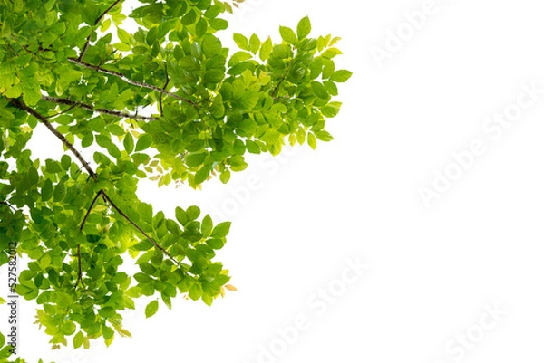 Fototapeta Tree branch with green leaf isolated for object and retouch design.