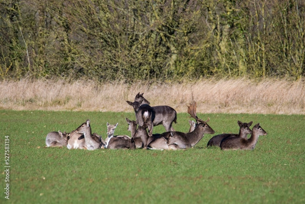 Obraz Fallow deer (dama dama) herd