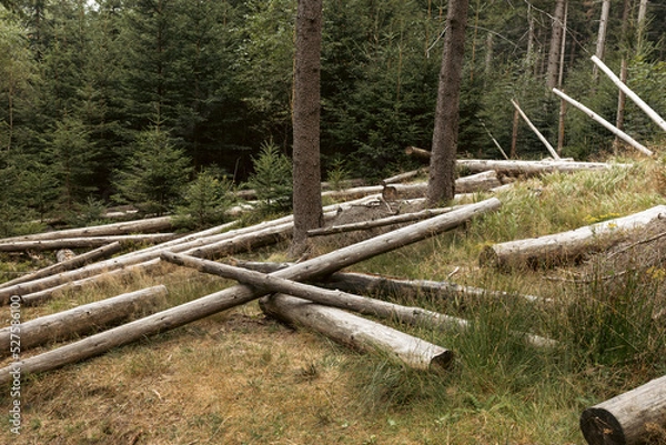 Obraz Cut tree logs on a hillside, Karkonosze mountains