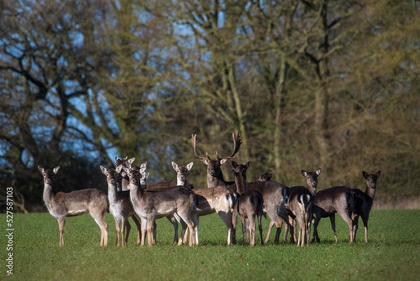 Obraz Fallow deer (dama dama) herd