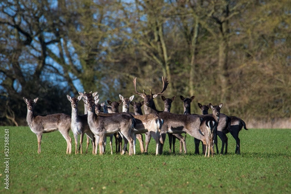 Obraz Fallow deer (dama dama) herd