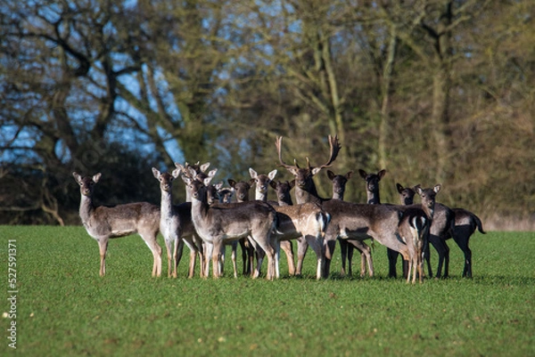 Obraz Fallow deer (dama dama) herd
