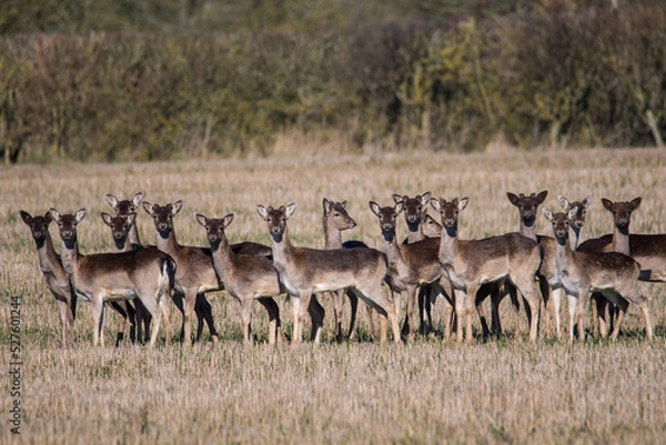 Obraz Fallow deer (dama dama) herd