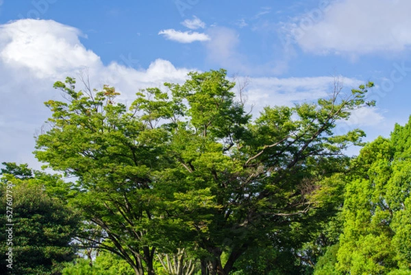 Obraz 東京港区南青山2丁目の風景