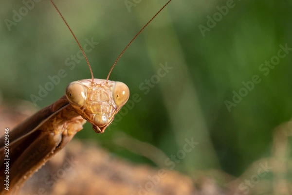 Fototapeta Mante religieuse