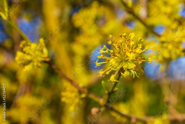 Fototapeta Forsythia a beautiful spring bush with yellow flowers Germany.