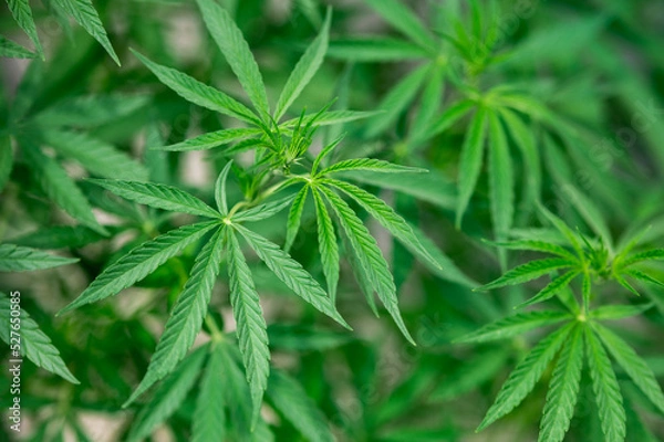 Fototapeta  marijuana leaf background