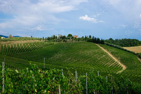 Fototapeta beautiful scenery of Tuscan vineyards with cypress trees