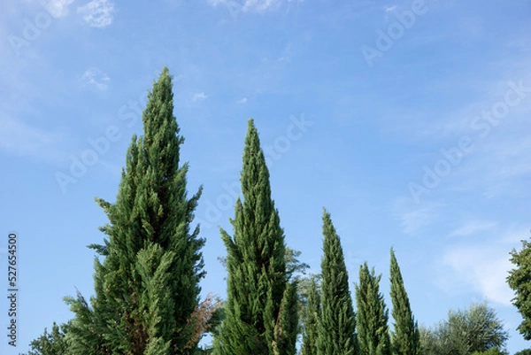 Fototapeta beautiful cypress trees with blue sky background
