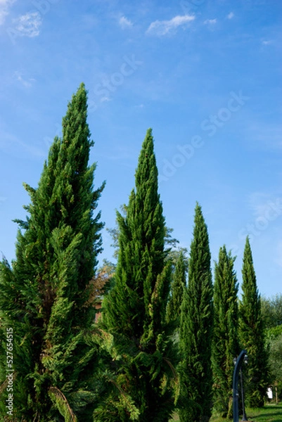 Fototapeta beautiful cypress trees with blue sky background