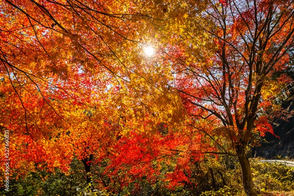 Fototapeta 太陽に照らされた紅葉　