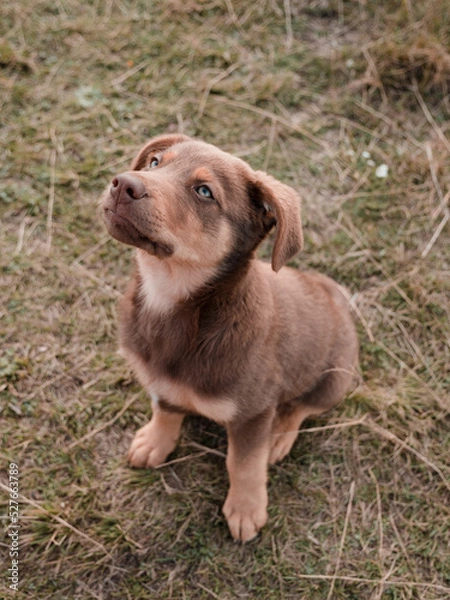 Fototapeta Brown puppy playing in nature