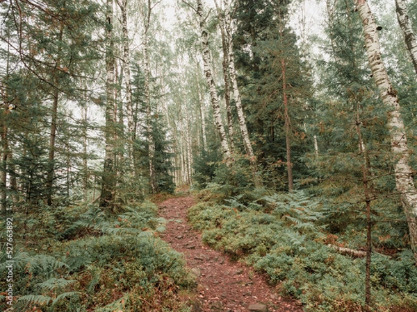 Fototapeta landscape of a narrow path in the forest