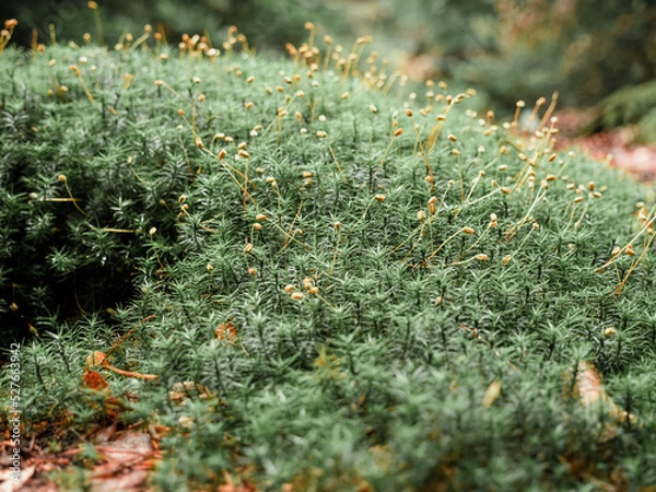 Fototapeta green grass with sprouts in the forest