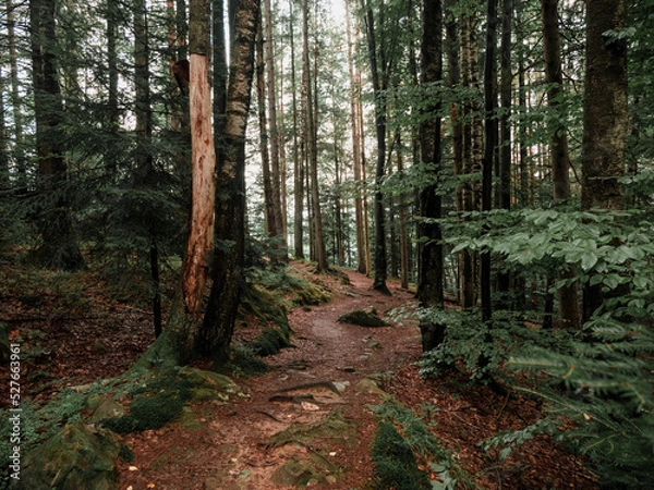Fototapeta landscape of a narrow path in the forest