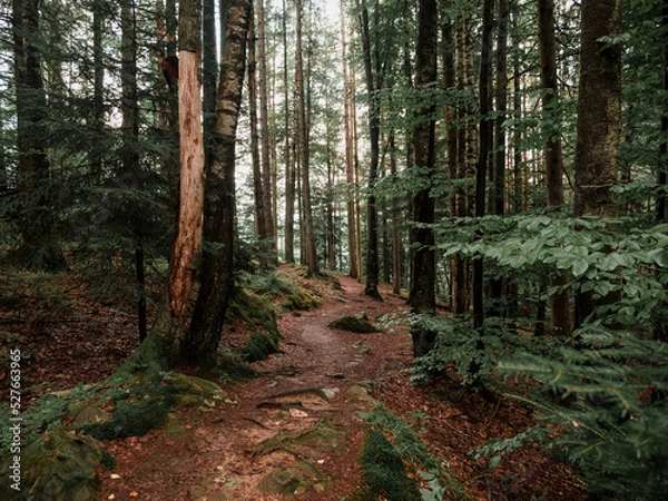 Fototapeta landscape of a narrow path in the forest