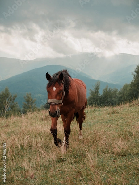 Fototapeta Brown horse walks on a field in a mountainous area in summer