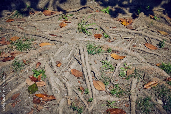 Obraz Fallen multicolored magnolia leaves on dry ground .
