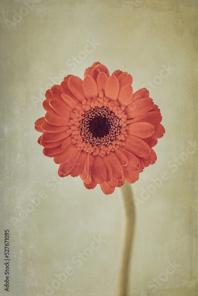 Obraz Retro Orange Flower with Textured Background