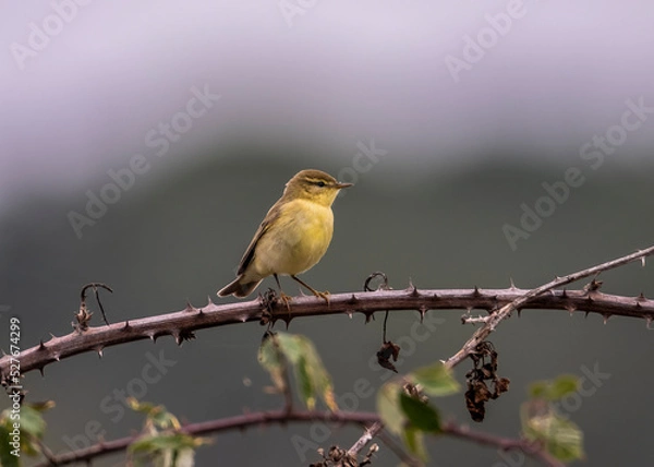 Obraz robin on branch