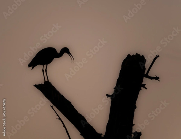 Obraz silhouette of a bird