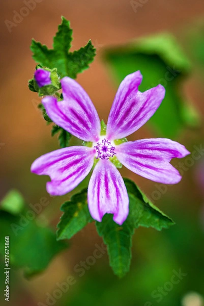 Obraz Nahaufnahme einer lila Blume