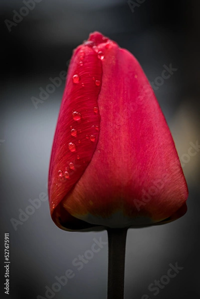 Obraz Wassertropfen auf Tulpe