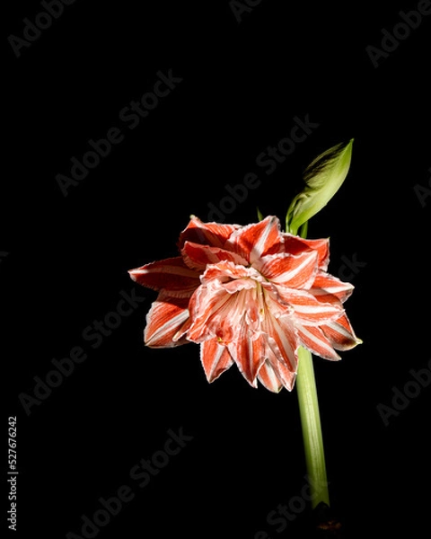 Obraz red flower isolated on black
