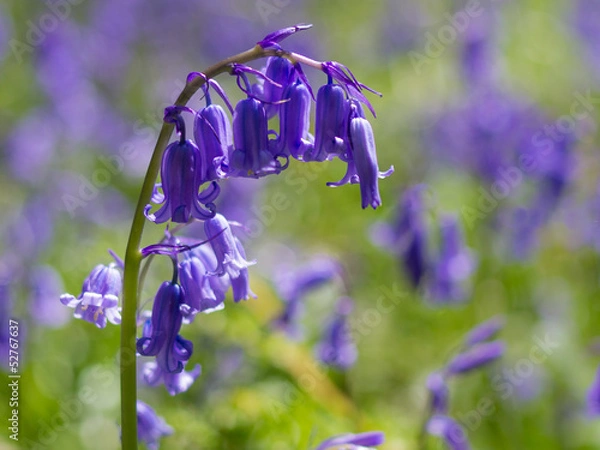 Obraz Bluebell close-up