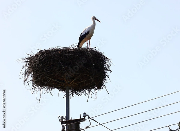 Obraz Stork nest on the pole.