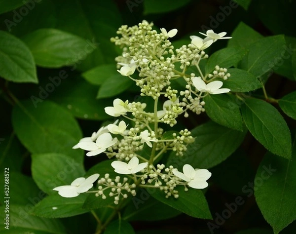 Obraz white flowers 