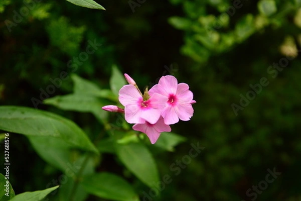 Obraz pink flowers